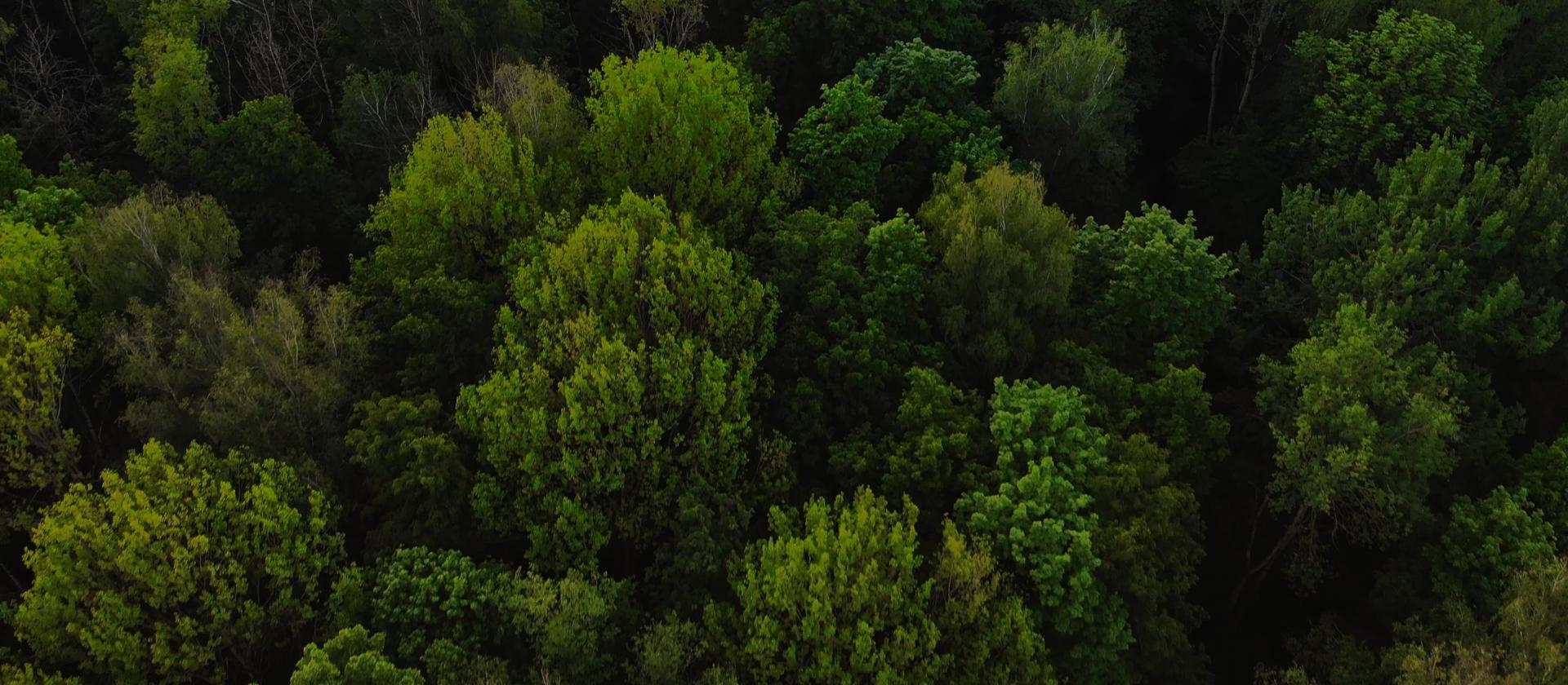ACMA's Sustainability committment - Forest